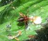 Agelena_sl sp.